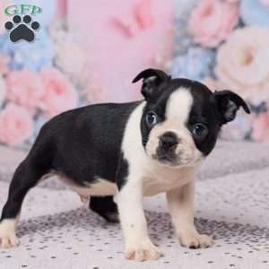 Jay, Boston Terrier Puppy